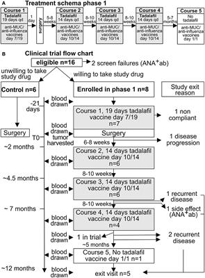 The Reversal of Immune Exclusion Mediated by Tadalafil and an Anti-tumor Vaccine Also Induces PDL1 Upregulation in Recurrent Head and Neck Squamous Cell Carcinoma: Interim Analysis of a Phase I Clinical Trial